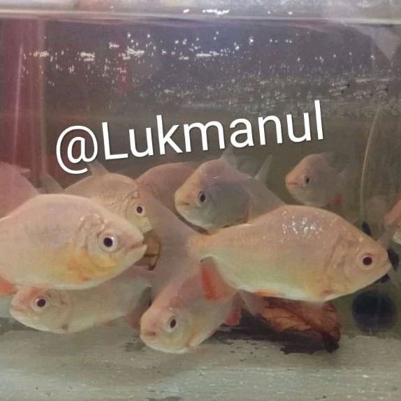 Ikan Pacu Albino tankmate