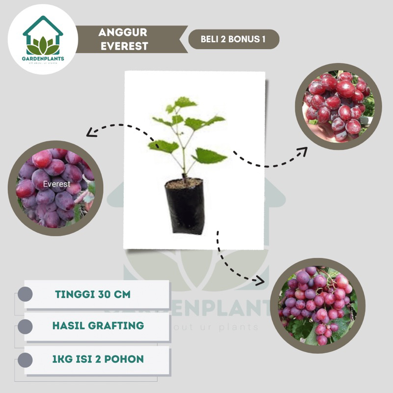 Anggur Everest - Anggur Impor Everest