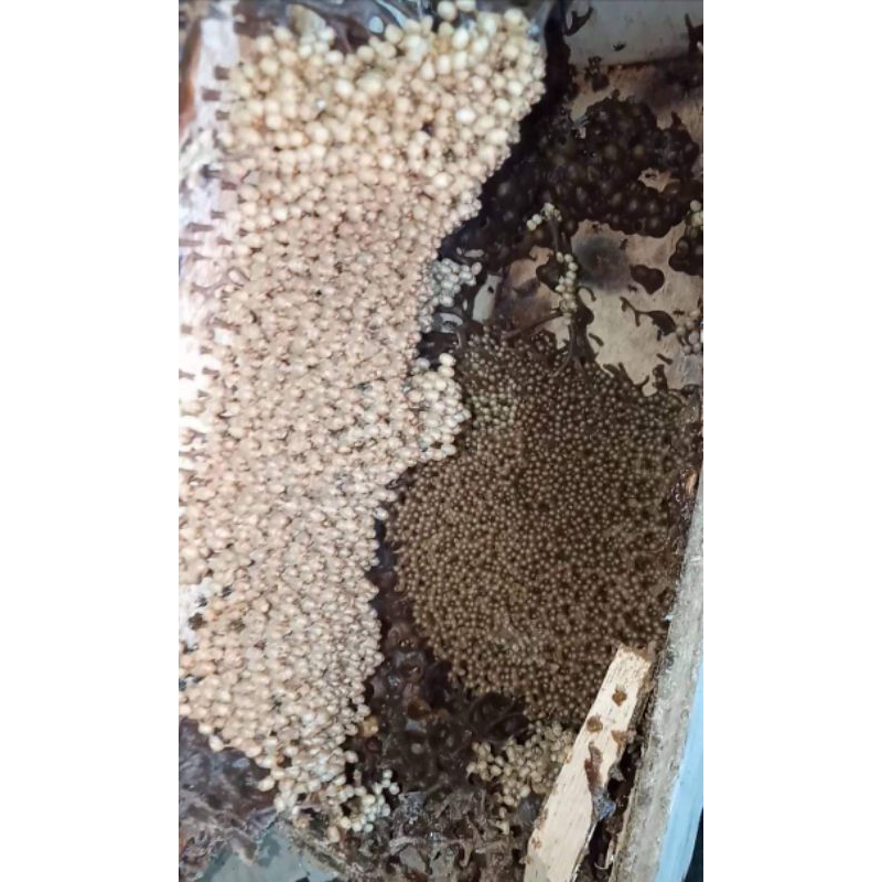 bibit lebah trigona sapiens dalam kotak super.an