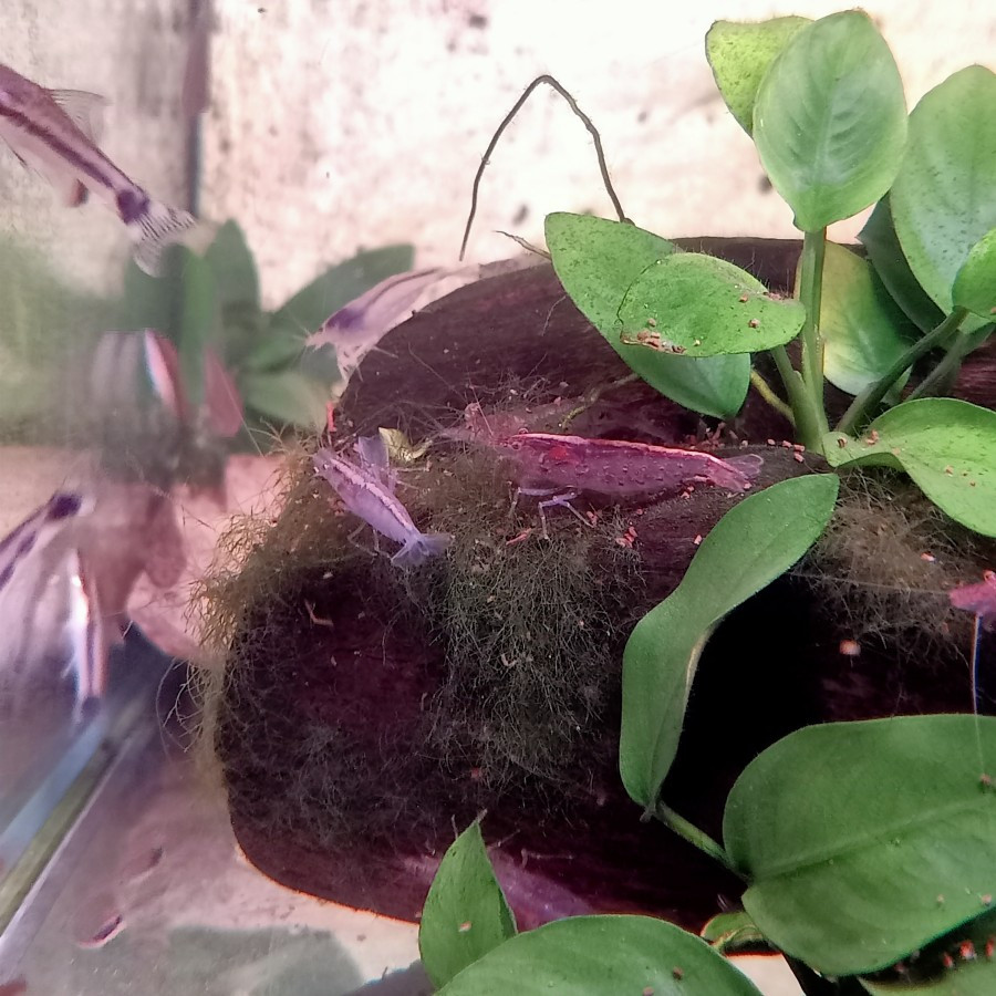 AMANO SULE SHRIMP ALGAETER / UDANG AMANO SULAWESI ORIGINAL AQUASCAPE