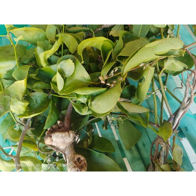 

Benalu kelor frash 1kg