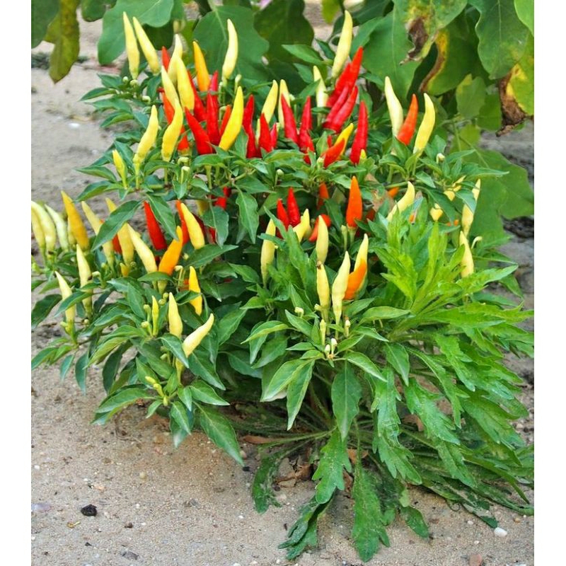 Bibit Cabe Rawit Kondisi Sudah Berbuah Di Dalam Pot