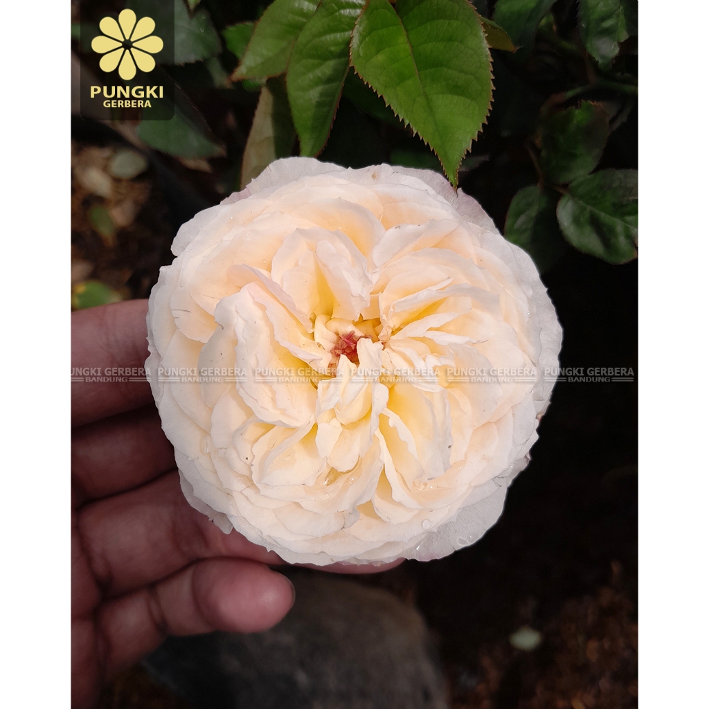 Tanaman Mawar Hidup Tamaki Misora - Mawar Import - Mawar Jepang