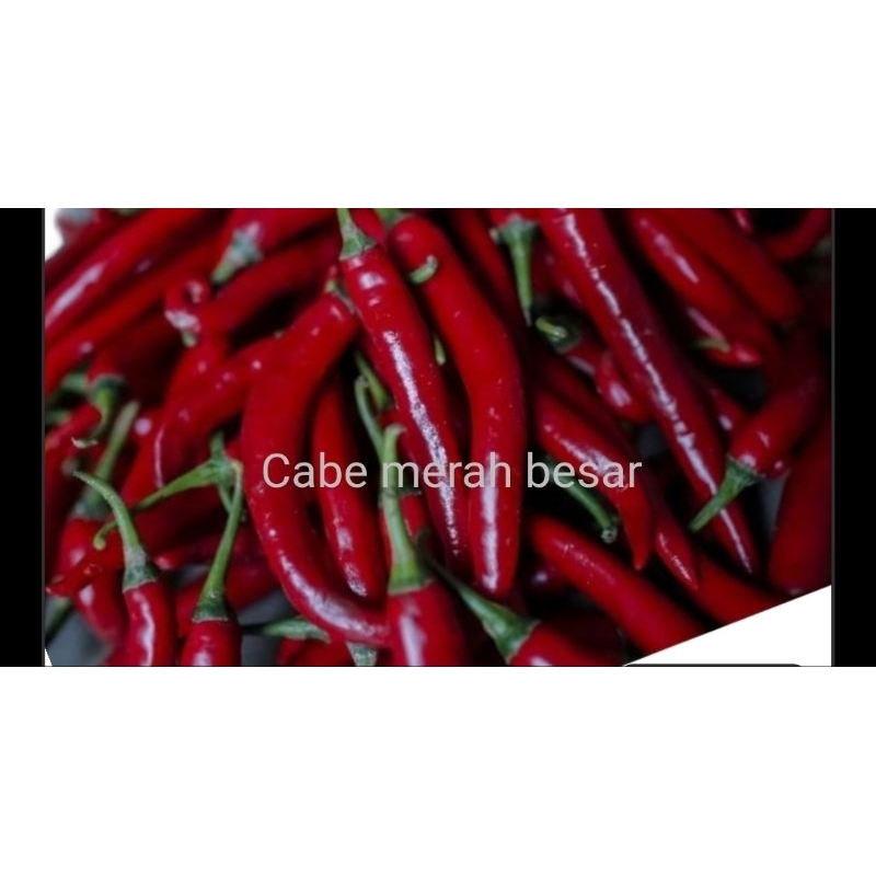 

Cabe merah besar 500gram fresh