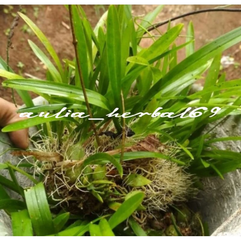 Anggrek hutan mini cantik