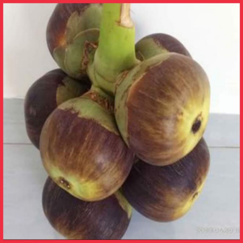 

Buah Lontar Utuh (1 buah)fres