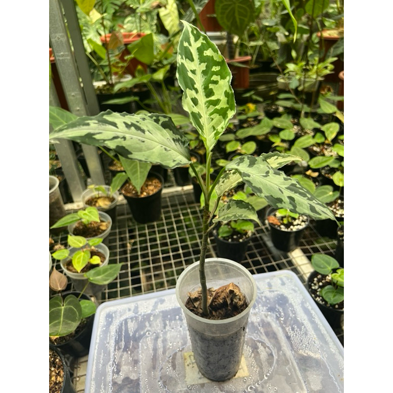 Tanaman Hias Aglonema Pictum Tricolor