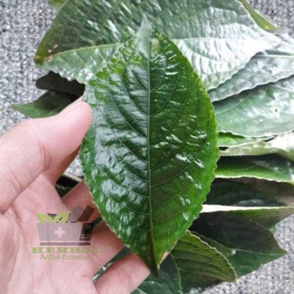 

Jual Daun Pecah Beling Segar Atau DAun Keji Beling fresh