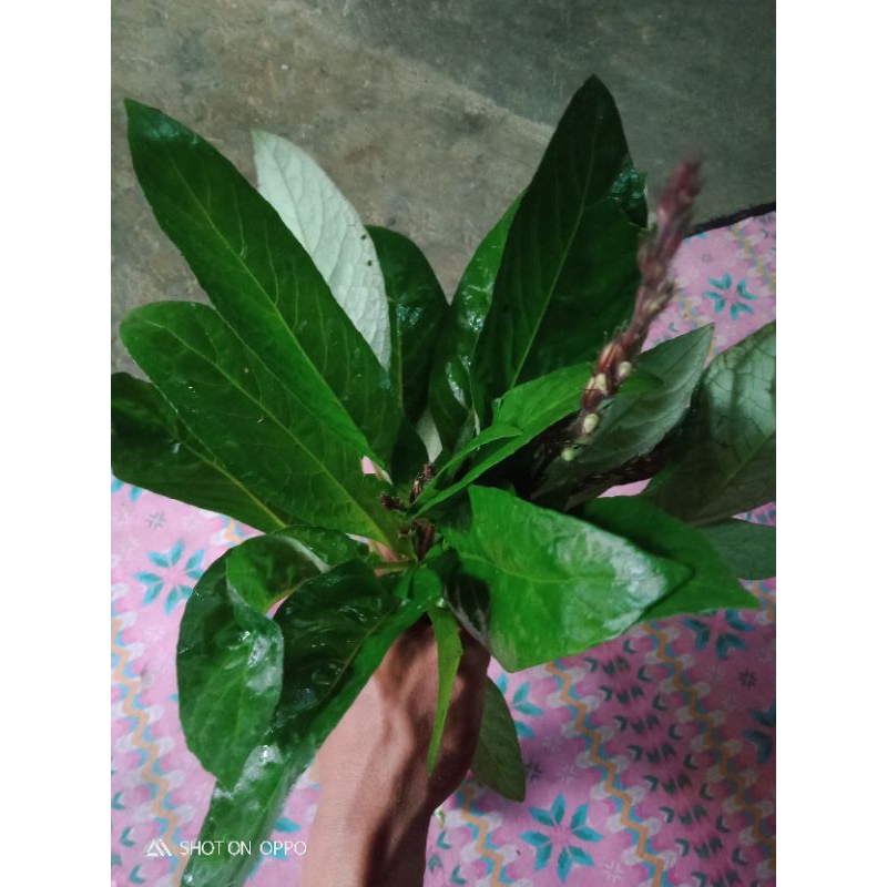 

lalapan herbal reundeu daun reune mentah 1 kg