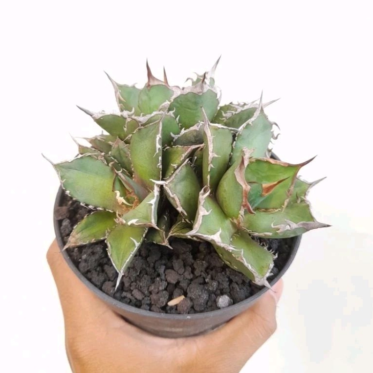 Agave titanota FO 76 Cluster