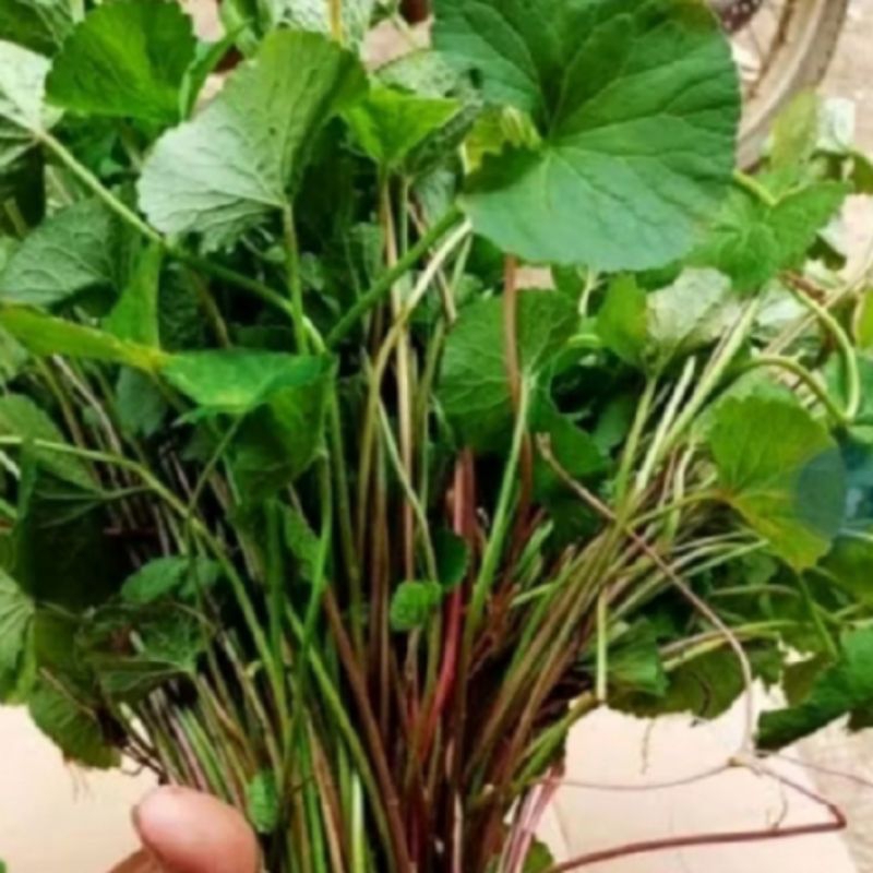 

daun pegagan/daun antanan segar 300 grm