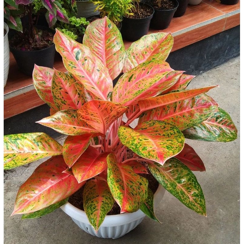 Aglonema Bigroy (lulaiwan)