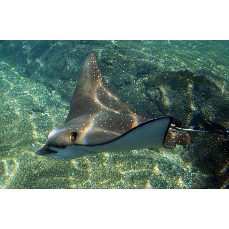 IKAN HIAS PREDATOR LAUT PARI ELANG/ PARI BURUNG