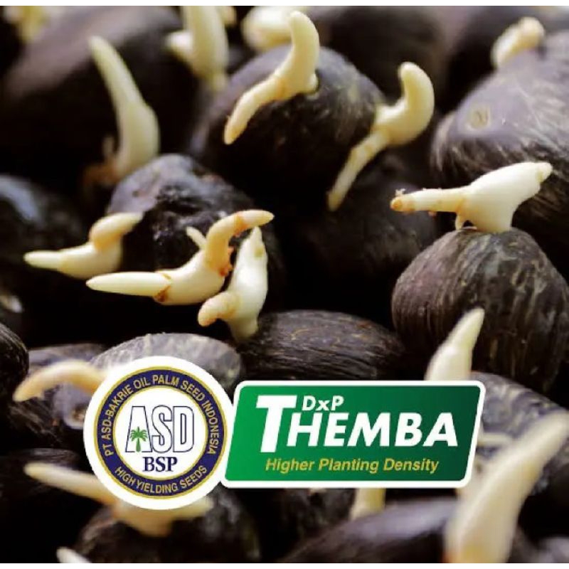 BIBIT BENIH SAWIT DXP COSTARIKA ASLI MALAYSIA SERTIFIKAT