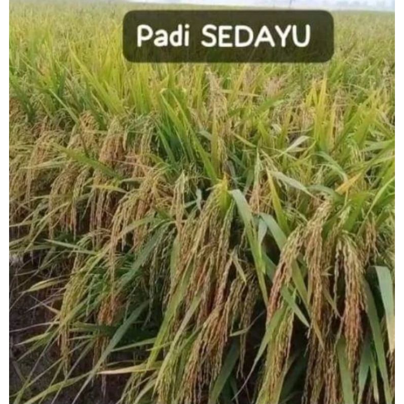 Benih Padi SEDAYU