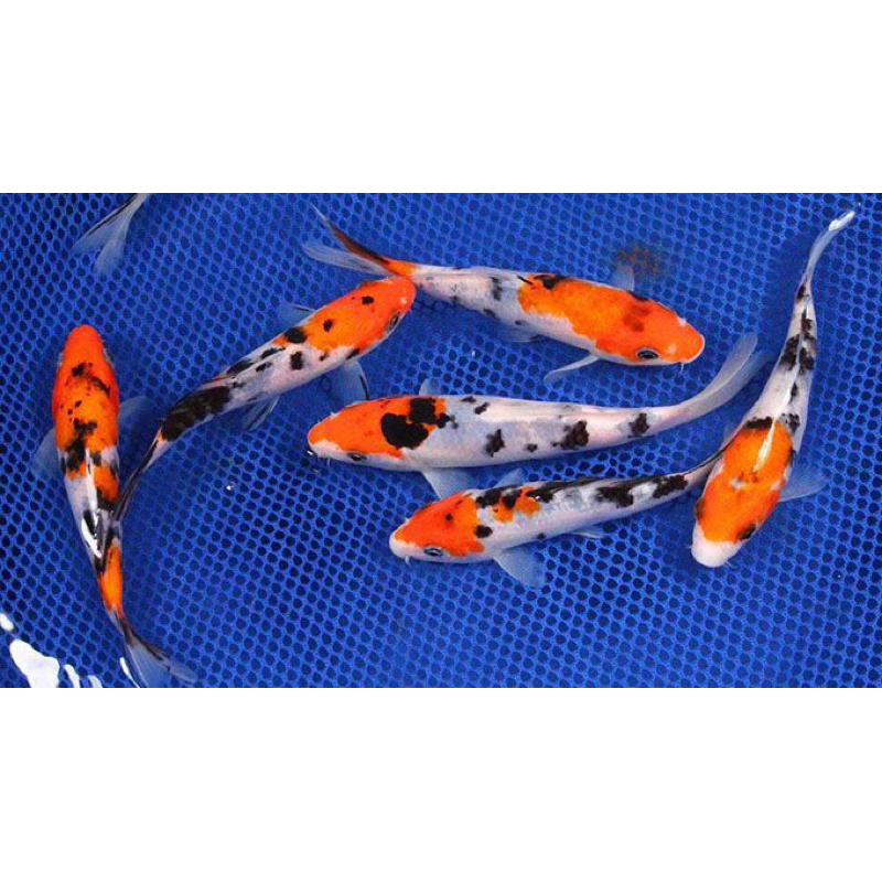 KOI SANKE SUPER CANTIK 5 EKOR BLITAR