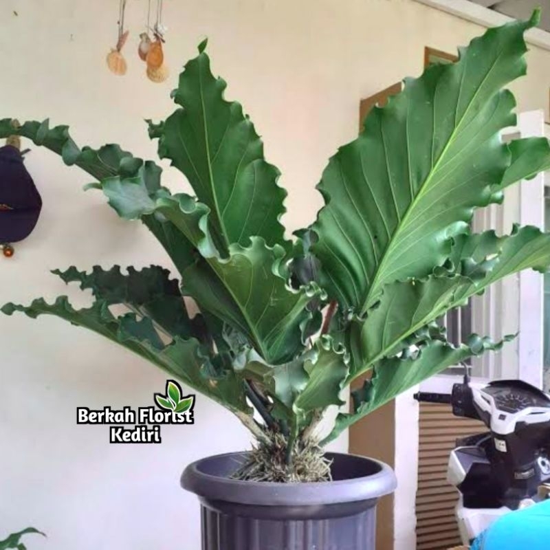 Jual Tanaman Hias Anthurium Gelombang Cinta - Sudah Besar Siap pajang - Di Jamin Hidup