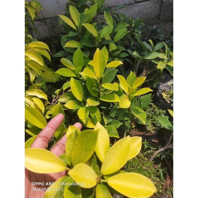 bibit IPRIK PANDA || IPRIK GOLDEN (Ficus Microcarpha)