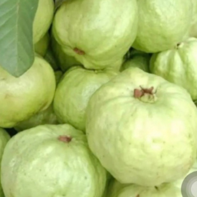 

BUAH JAMBU KRISTAL 500gr