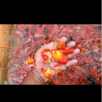 

ikan mas koki orandha Rasket Red white isi 4 ekor