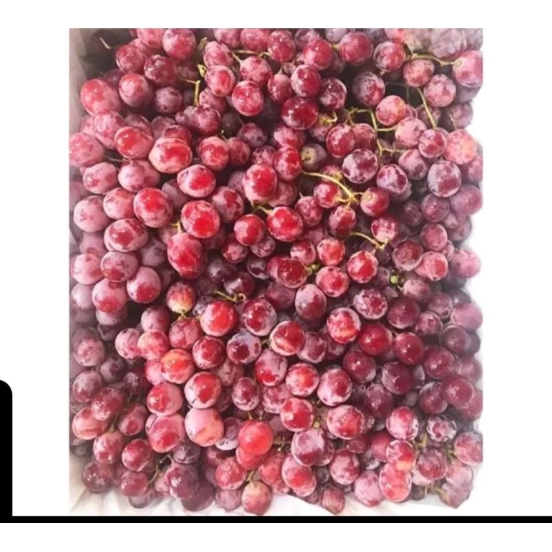 

Anggur Red India fresh Segar Antioksidan Kaya Vitamin