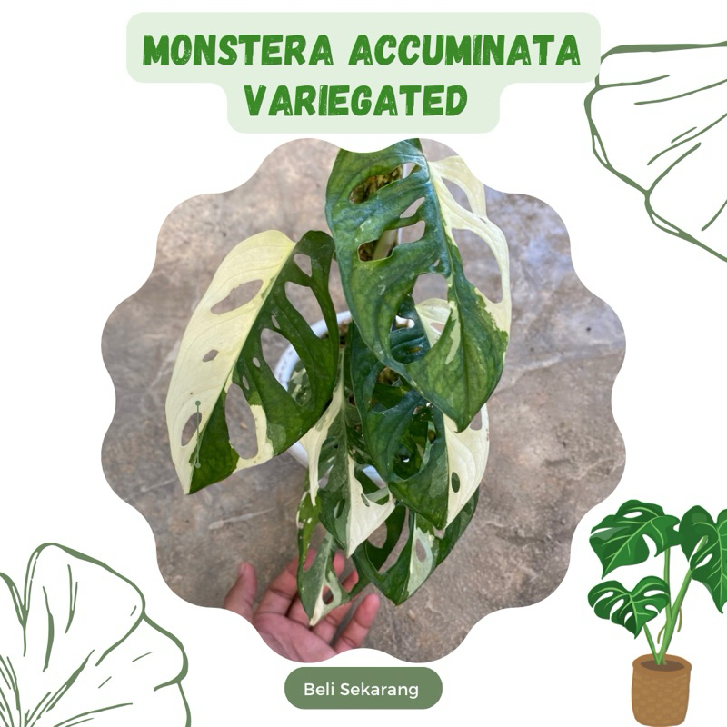 Janbol Jepang Variegata / Monstera Accuminata Variegated