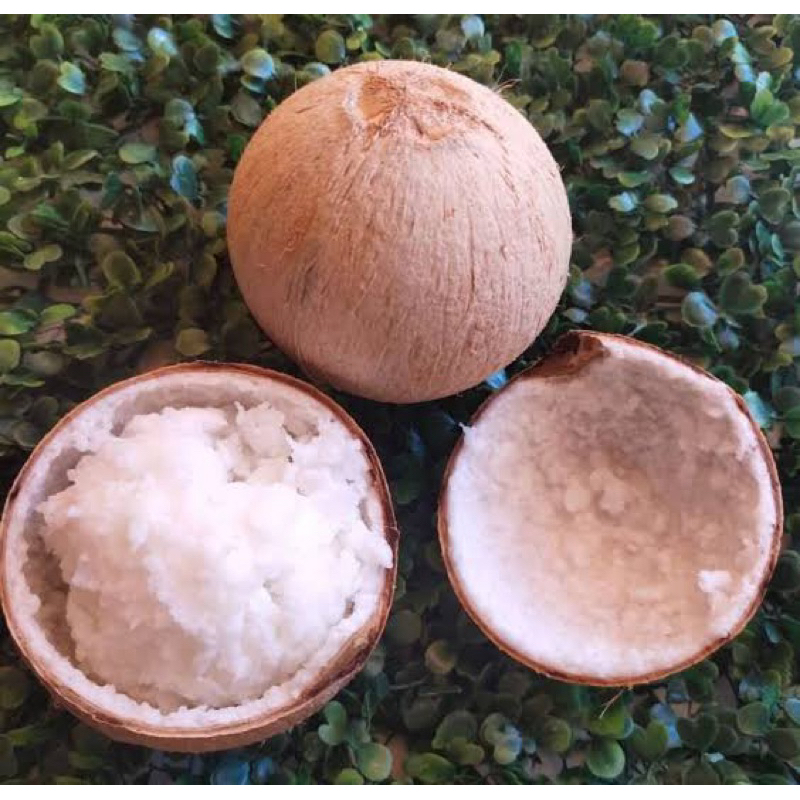 

KELAPA KOPYOR ASLI TAYU-PATI