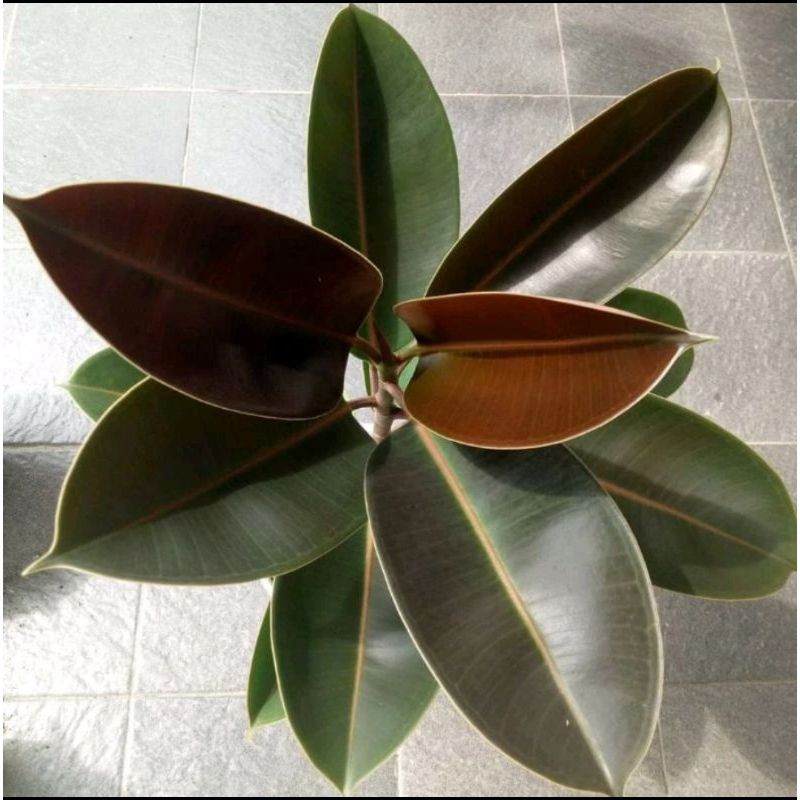 TERMURAH  KARET KEBO HERBAL/HIAS KONDISI BERAKAR LEBAT beringin hias/karet kebo/karet kebo varigata.