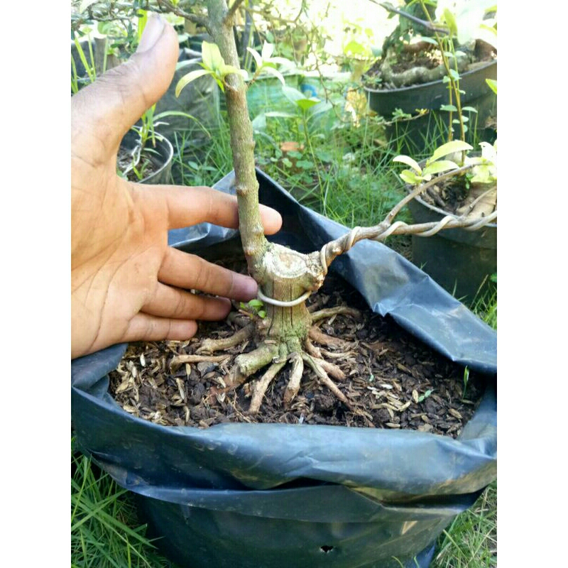 bahan bonsai anting putri program akar muter suburr