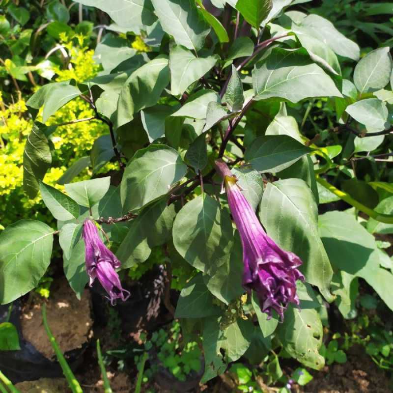 promo bibit kecubung ungu