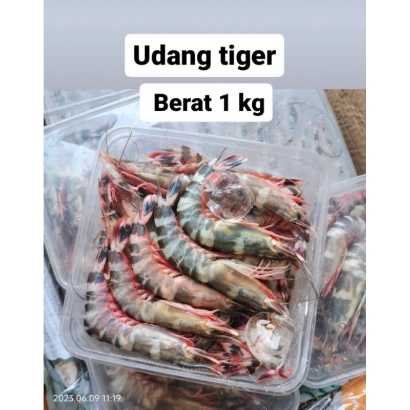 

Udang Tiger 1 kg