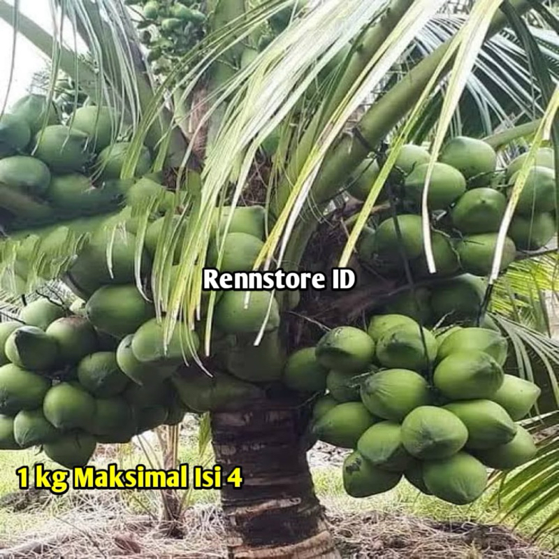Bibit Kelapa Wulung Ijo Asli / Kelapa Wulung Hibrida Pendek 2 Tahun Siap Berbuah