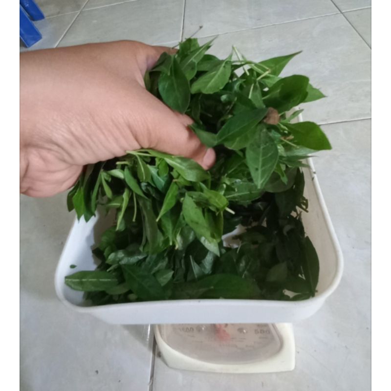 

Daun Inai Segar | Daun Heina Segar | Inai/Heina Pengantin Merah 50 gr