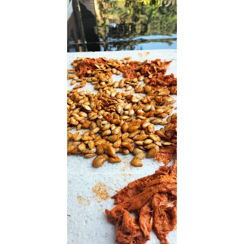 benih biji labu panjang labu kuning 20 butir