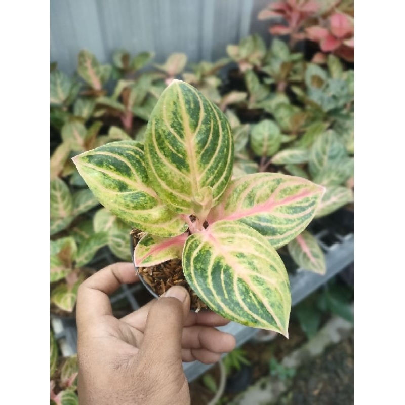 Aglaonema Rinjani