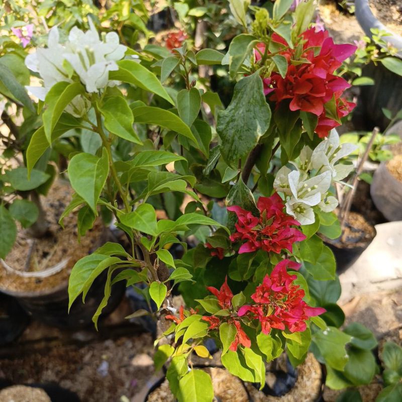 bugenvil grafting merah putih full musang