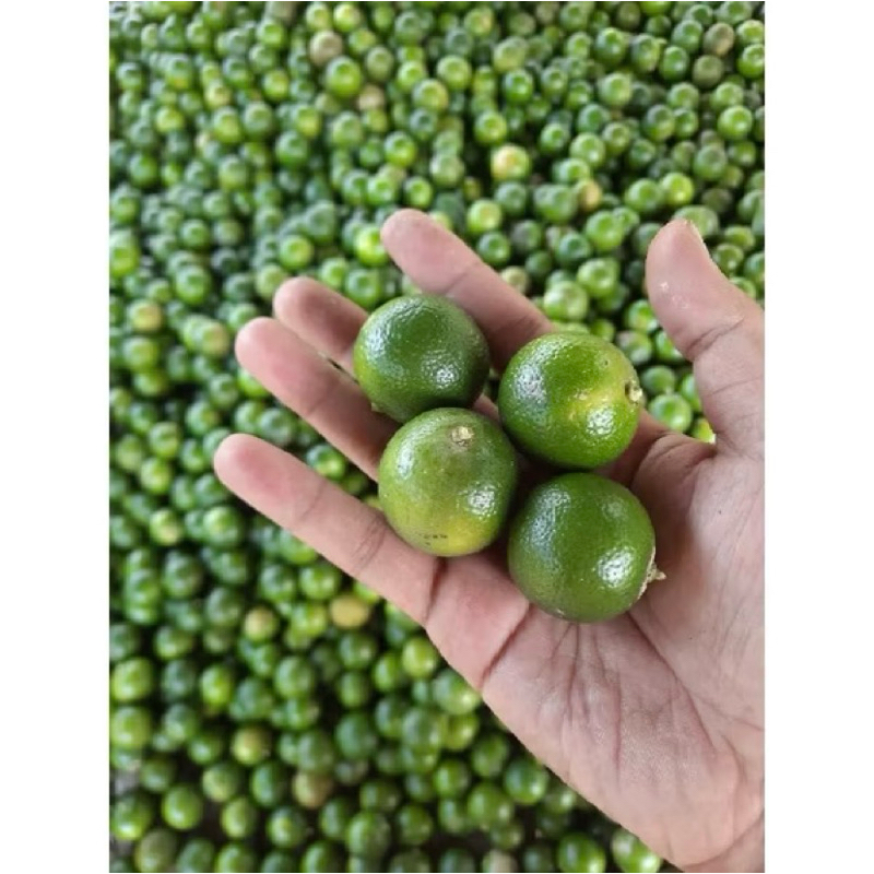 

jeruk sonkit/kasturi/kunci