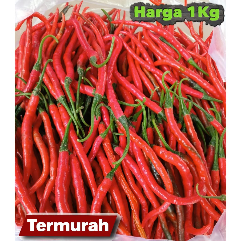 

Cabe Merah Keriting 1Kg / Cabe Keriting Merah 1kilo / Cabai Keriting 1kg Fresh Segar Panen Langsung Dari Petani