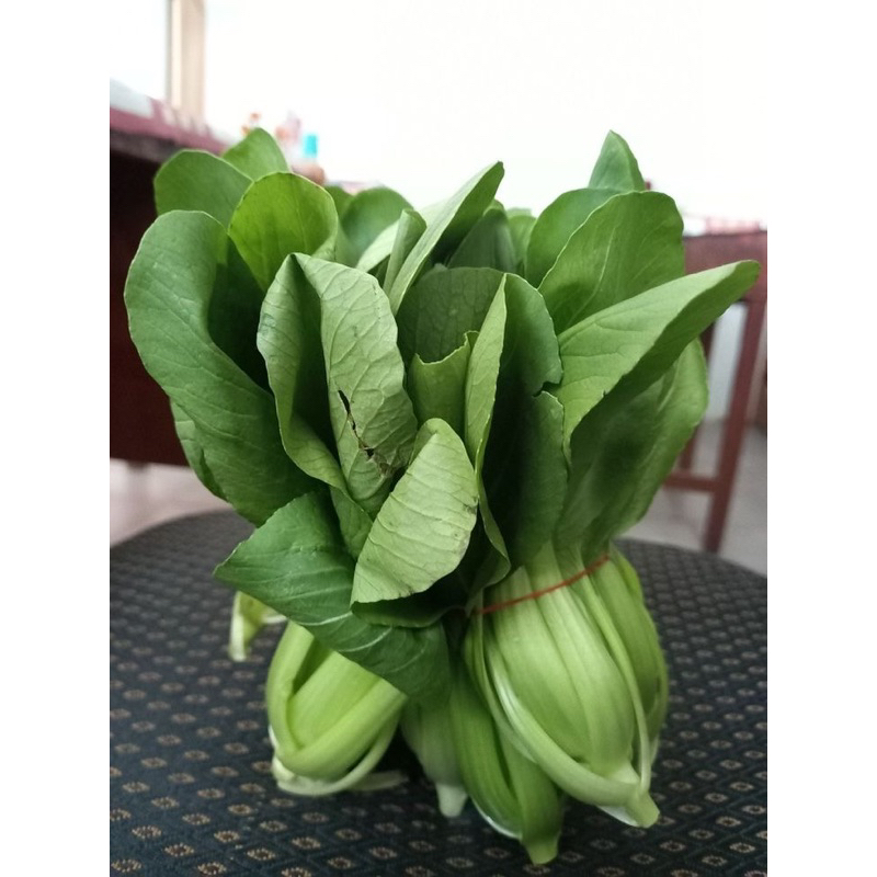 

Sawi Pakcoy Seger Express/Instan Fresh Seger Eceran Update Setiap Hari