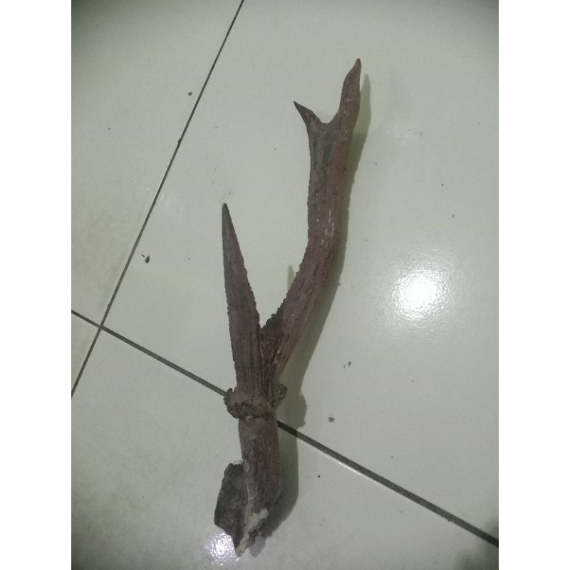 tanduk rusa asli original cabang 3