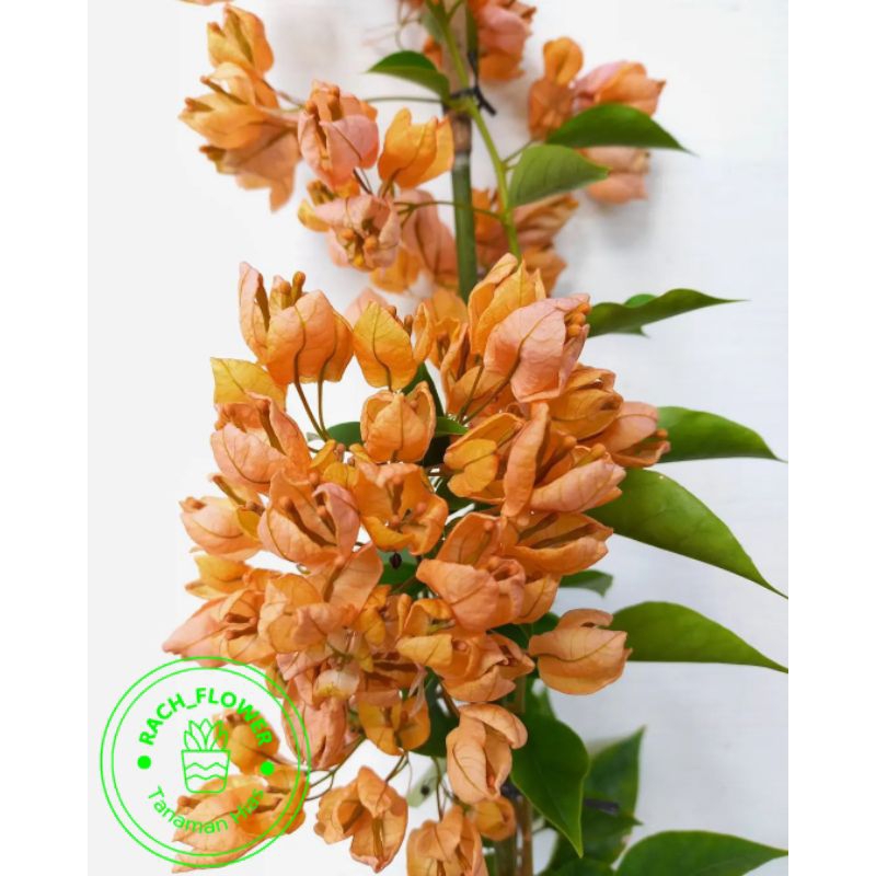 ( BISA COD ) Bibit Tanaman Hias Bunga Bougenville Anggur Gold - Bibit Tanaman Hias Bunga Bougenville