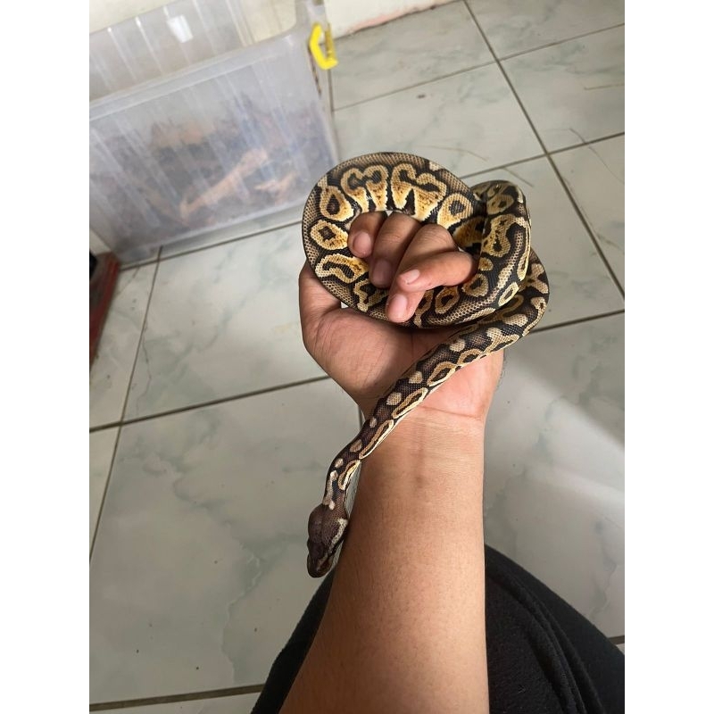 Ball python Pastel Granit Yellow belly