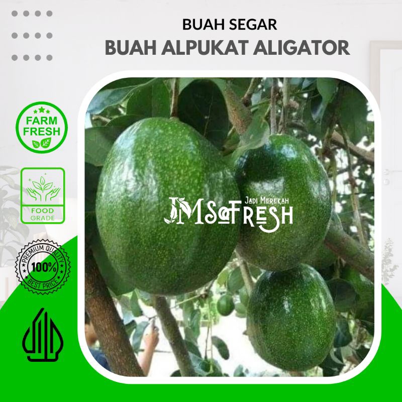 [JM_SoFresh] Buah Alpukat Aligator 1Kg