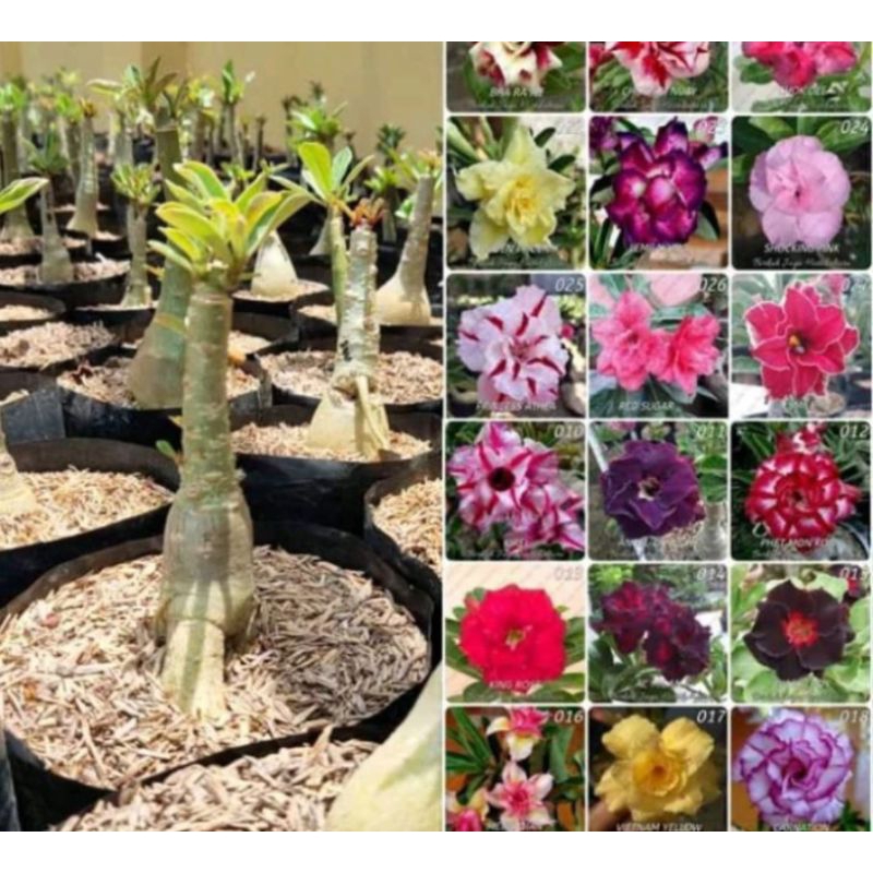 Paket 10 bibit bunga kamboja Adenium Tumpuk TRIPLE SAMBUNG PUCUK