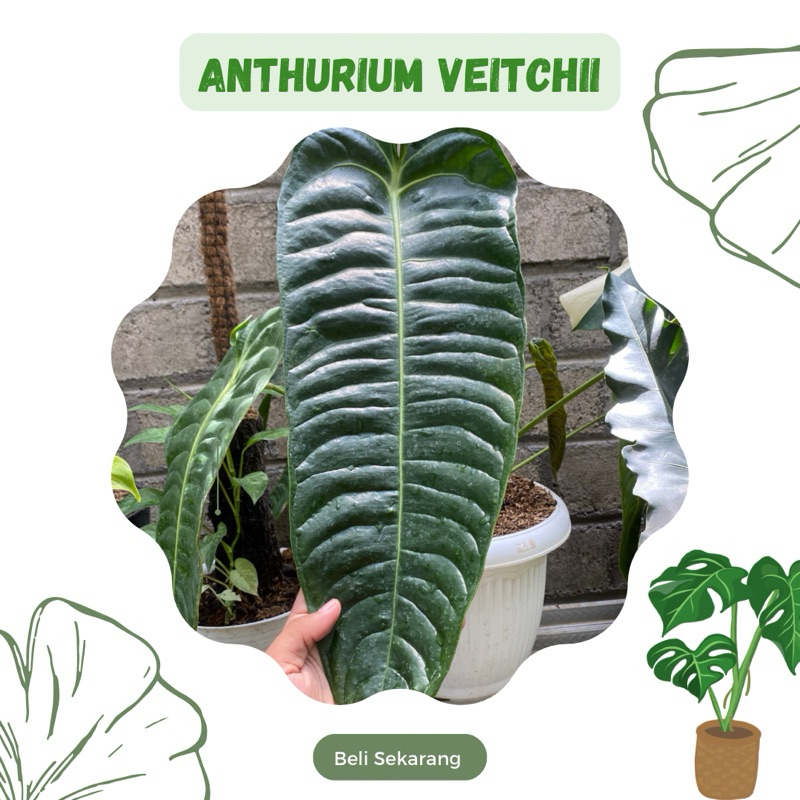 Anthurium Veitchii