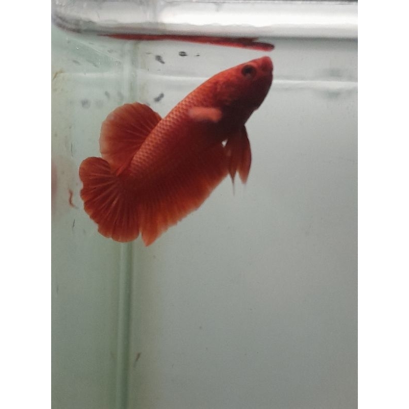 cupang PK super Red 100%realpict