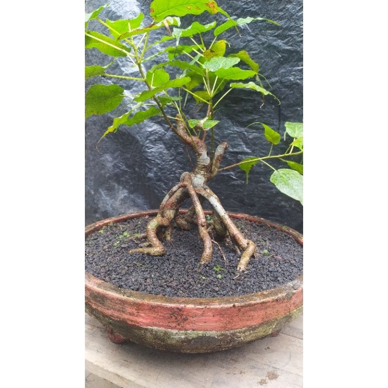 bonsai bodhi pupus merah/ficus religiosa usia 10-12 tahun
