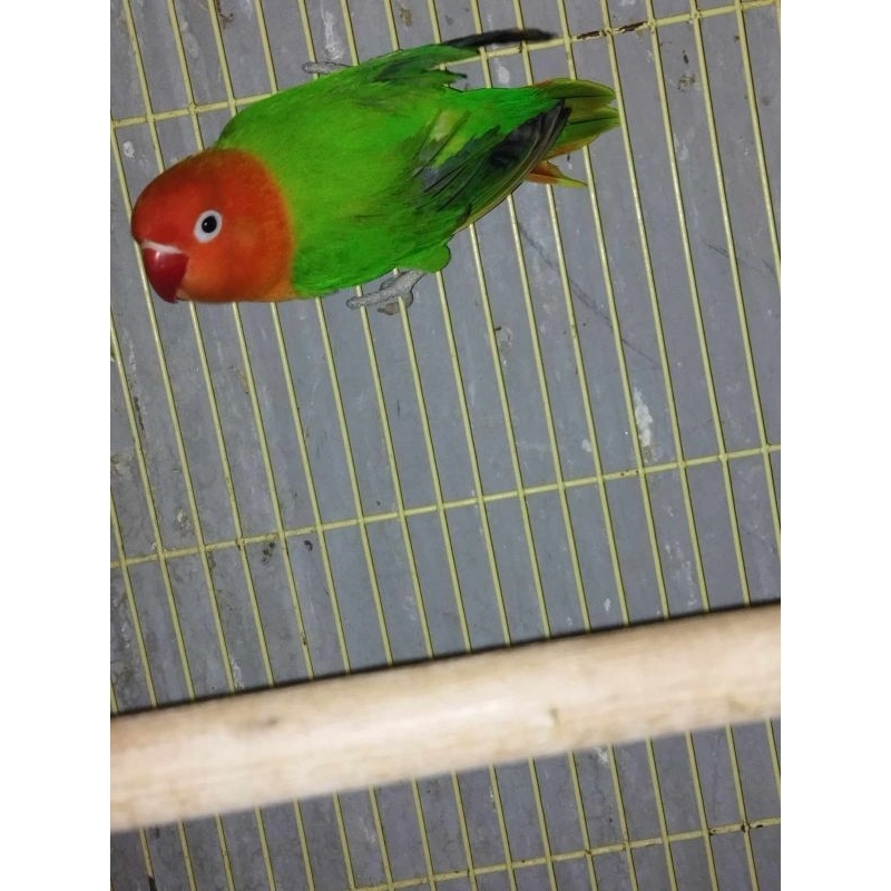 lovebird biola green medan