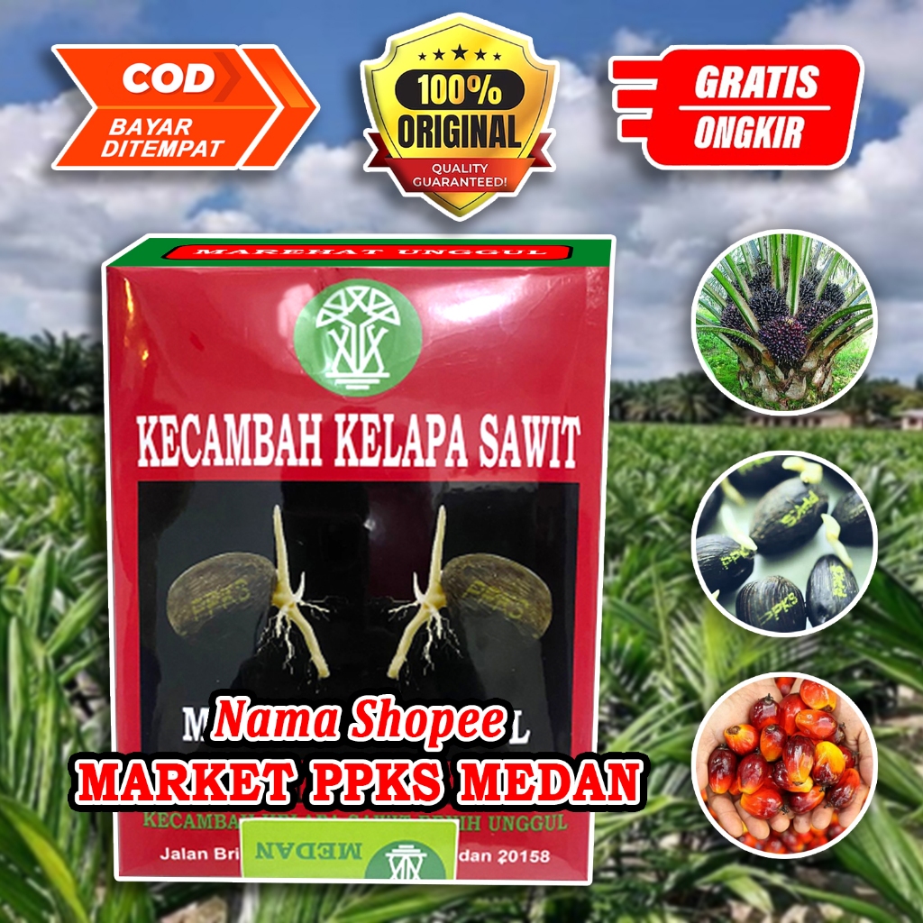 PPKS DxP MARIHAT SUPER UNGGUL MEMILIKI SERTIFIKAT