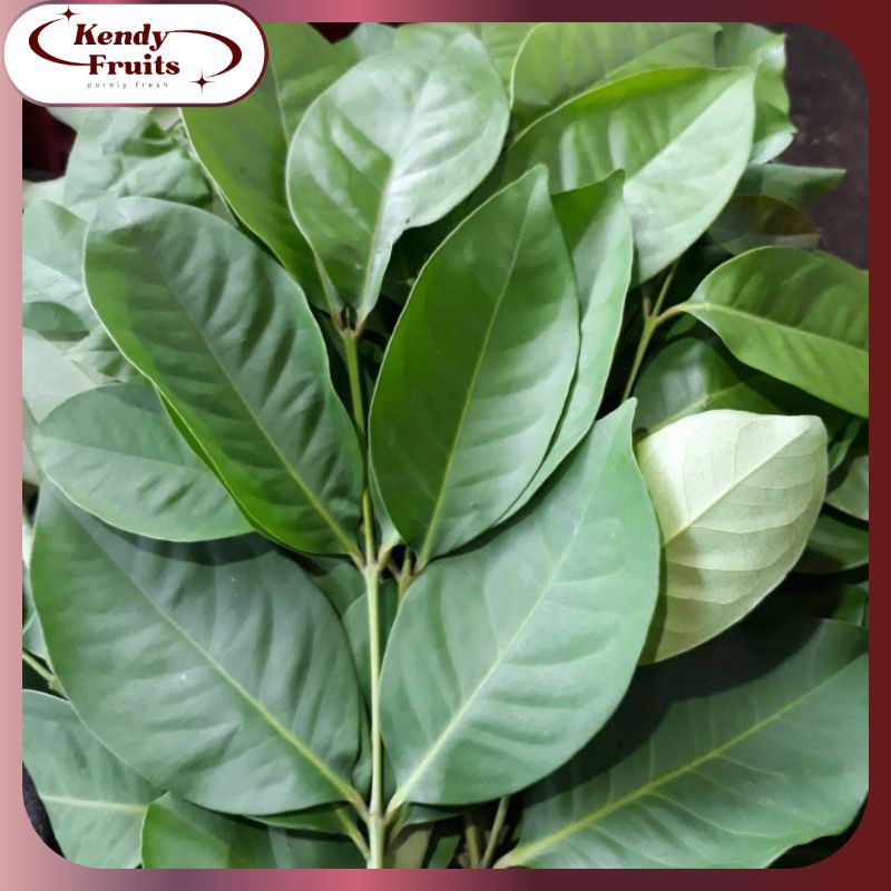 

DAUN Salam | Rempah Segar Fresh